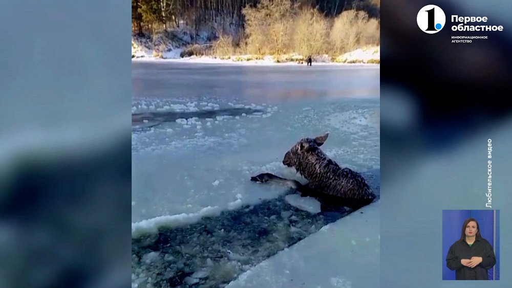 Рыбаки под Нязепетровском спасли лося из полыньи