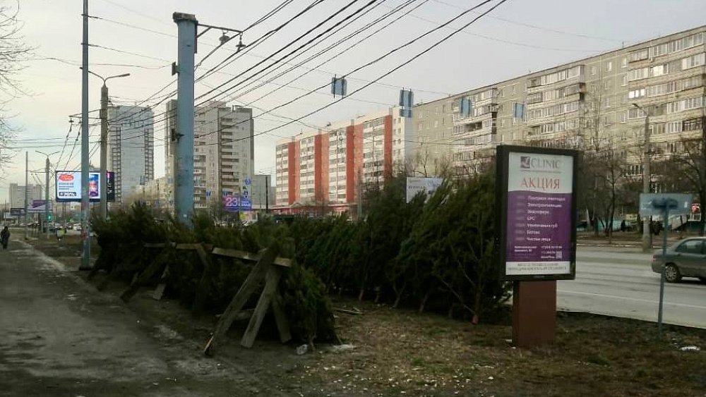 Челябинцам начали продавать нелегальные елки