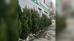Челябинцам начали продавать нелегальные елки