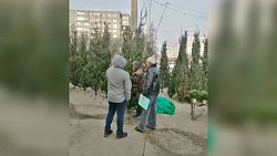 Челябинцам начали продавать нелегальные елки