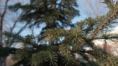 В новом выпуске «Зеленой передачи» расскажут, что нужно делать садоводам в декабре