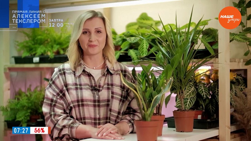 Цветы для темных помещений в рубрике «Домашняя оранжерея»