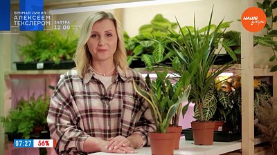 Цветы для темных помещений в рубрике «Домашняя оранжерея»