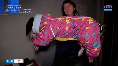 Зимняя одежда для собак в рубрике «Усы, лапы и хвост»