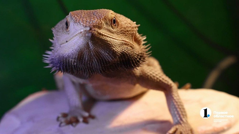 «Их нужно не бояться, а ценить»: челябинцы открыли кафе со змеями и лягушками