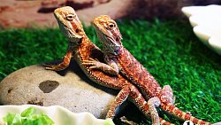 «Их нужно не бояться, а ценить»: челябинцы открыли кафе со змеями и лягушками