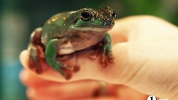 «Их нужно не бояться, а ценить»: челябинцы открыли кафе со змеями и лягушками