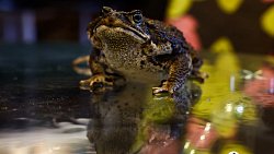 «Их нужно не бояться, а ценить»: челябинцы открыли кафе со змеями и лягушками