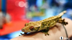 «Их нужно не бояться, а ценить»: челябинцы открыли кафе со змеями и лягушками