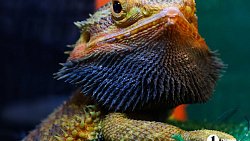 «Их нужно не бояться, а ценить»: челябинцы открыли кафе со змеями и лягушками