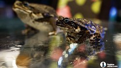 «Их нужно не бояться, а ценить»: челябинцы открыли кафе со змеями и лягушками