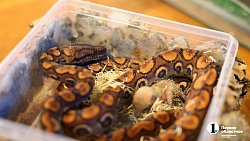 «Их нужно не бояться, а ценить»: челябинцы открыли кафе со змеями и лягушками