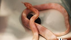 «Их нужно не бояться, а ценить»: челябинцы открыли кафе со змеями и лягушками