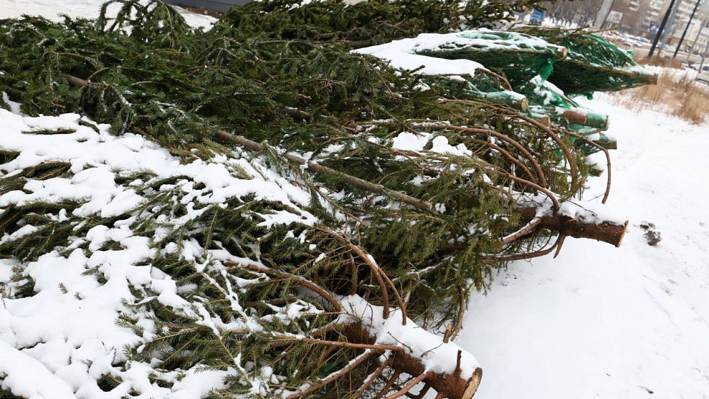 Алексей Лошкин требует усилить работу по выявлению незаконных елочных базаров