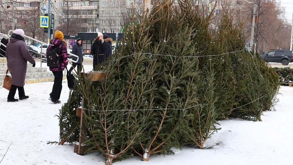 Мэрия назвала адреса легальных елочных базаров в Челябинске