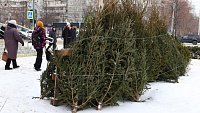 Мэрия назвала адреса легальных елочных базаров в Челябинске