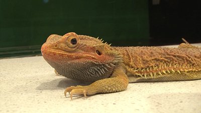 Челябинцы могут посетить чаепитие с рептилиями