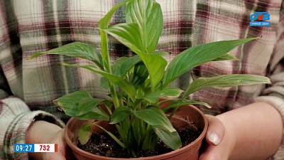 Выращиваем «Женское счастье» в рубрике «Домашняя оранжерея»