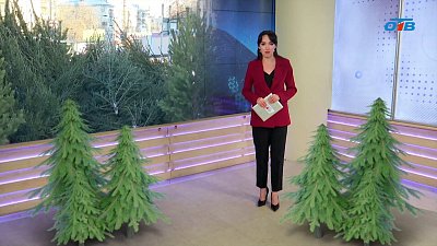 Какая елка лучше: живая или искусственная?