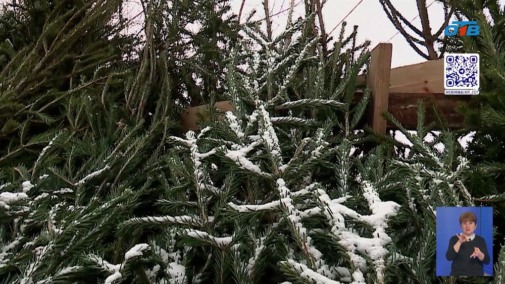 Активисты «Молодой гвардии» провели рейд по елочным базарам