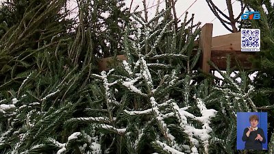 Активисты «Молодой гвардии» провели рейд по елочным базарам