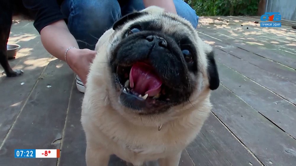 Мопс Сэнди в рубрике «Усы, лапы и хвост»