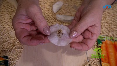 Как прорастить семена моркови?