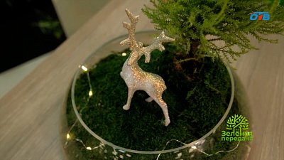 Новогодняя композиция из стабилизированного мха