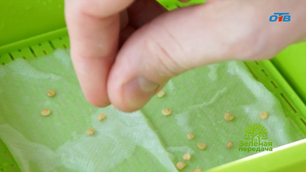 Способы проращивания семян