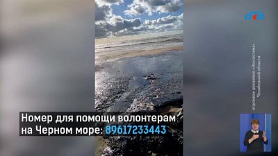 В Челябинске собирают волонтеров для помощи птицам на Черном море