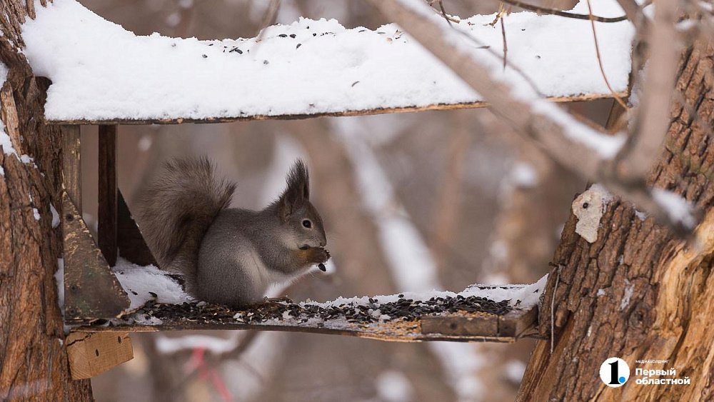 В Челябинской области сохранится спокойная умеренно морозная погода 25 декабря