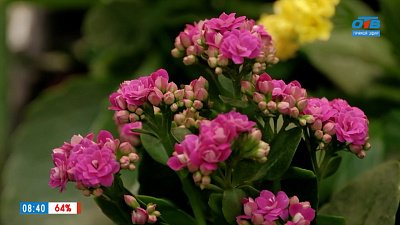 Цветок из магазина в рубрике «Домашняя оранжерея»