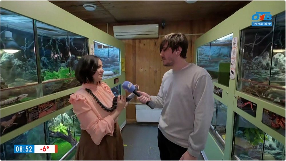 Гладим питона в «Прямом включении»