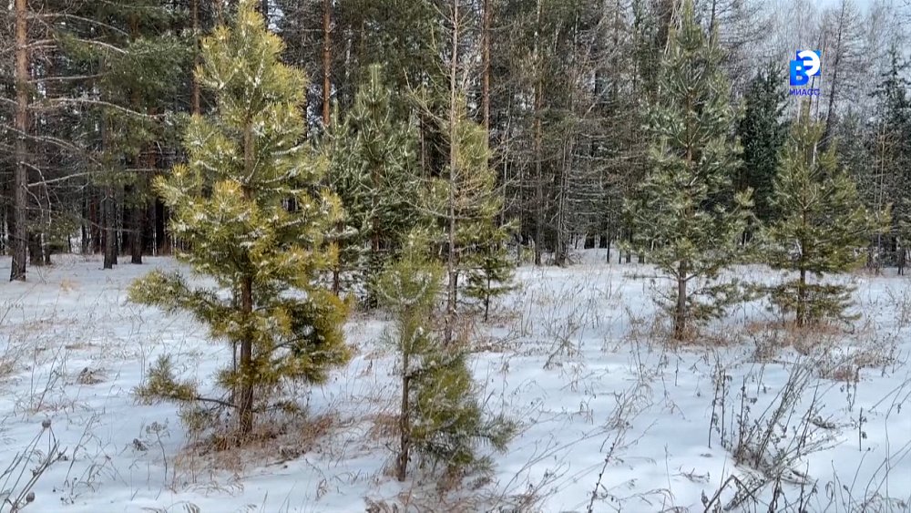 В Миассе следят за продажей и вырубкой деревьев