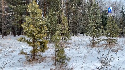 В Миассе следят за продажей и вырубкой деревьев