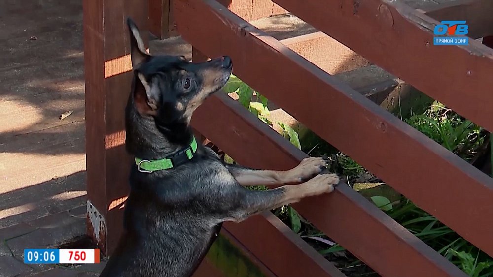 Активная собака для активной семьи в рубрике «Усы, лапы и хвост»