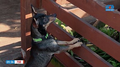 Активная собака для активной семьи в рубрике «Усы, лапы и хвост»