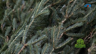 Чтобы новогодняя красавица простояла долго