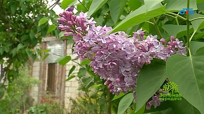 Топ ярких сортов сирени