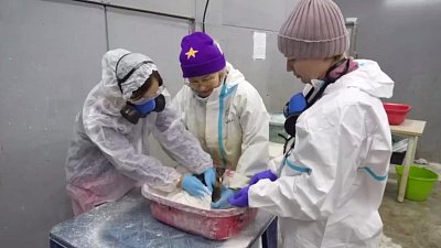 «Работа идет адская»: челябинка стала координатором штаба спасения птиц в Анапе