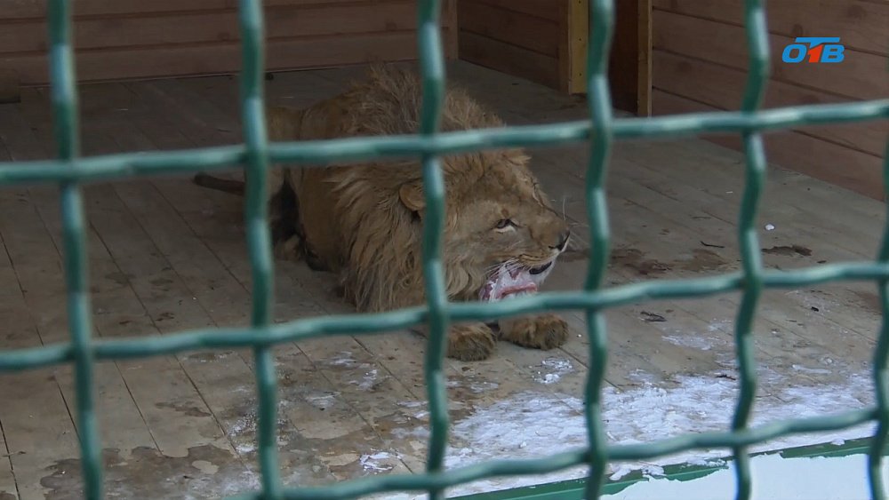 Лев Шираз получил новогодний подарок