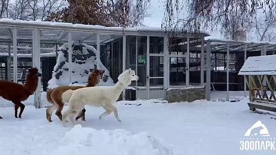 Чем запомнился 2024 год в Челябинском зоопарке?