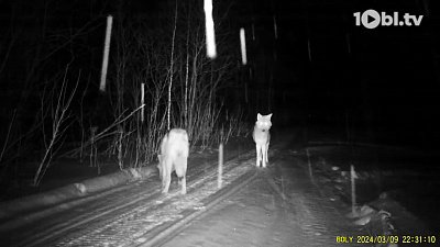 В нацпарке «Зигальга» одна из дорог пользуется популярностью у животных