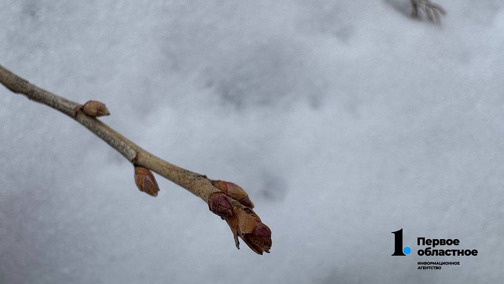 В Челябинской области 4 января на деревьях набухли почки