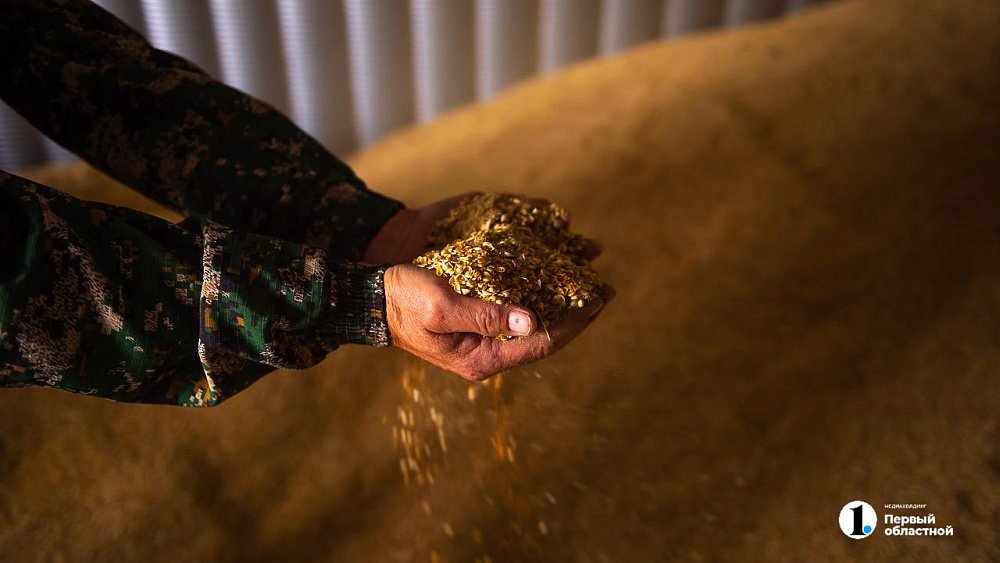 В Челябинской области собрали рекордный урожай твердой пшеницы в 2024 году