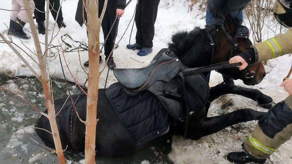 В новогодние праздники в Челябинской области спасают лошадей и проходят диспансеризацию