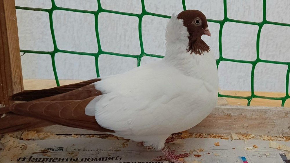 В Челябинской области прошла выставка декоративных голубей