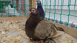 В Челябинской области прошла выставка декоративных голубей