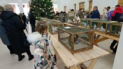 В Челябинской области прошла выставка декоративных голубей