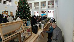 В Челябинской области прошла выставка декоративных голубей